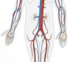 Slijedi ljudsko promet: strukturu i ulogu u tijelu
