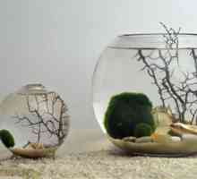 Fishbowl - osobito briga i održavanje ribe