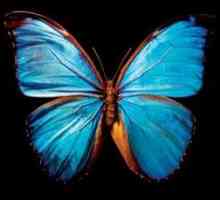 Leptirovih krila - velika tajna prirode