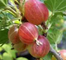 Gooseberries: obrezivanje jesen i pravilnu njegu