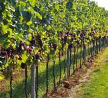 Se bilo tko znati kako saditi vinovu lozu u predgrađu?