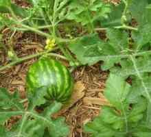 Tko rastu lubenice: struke. Tehnologija uzgoja lubenice
