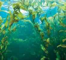 Kelp: korisna svojstva i kontraindikacije