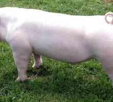 Landras - pasmine svinja za najbolji slanine svinja