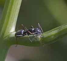 Lazius Niger: Opis i način života vrt mrav
