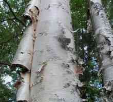 Liječenje breza katrana. Ljekovita moć prirode