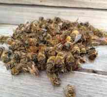 Liječenje pčelinjim Podmore: Recepti i opseg
