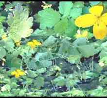Liječenje psorijaze i drugih biljaka celandine