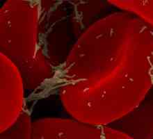 Bijelih krvnih stanica: norma za čovjeka u različitim razdobljima svog života