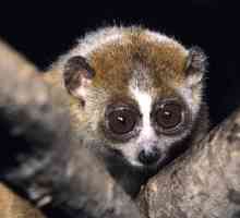 Lemur Lori: održavanje i njega kod kuće