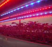 Traka LED biljka - ekonomičan način osvijetliti