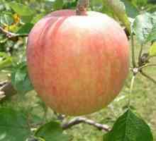 Sorte Ljeto jabuka: rano zreli i nisu pohranjeni na više od dva tjedna