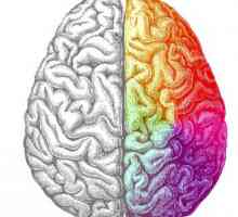 Lijeva mozak je odgovoran za što? Kako razviti utakmice mozak?