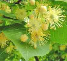 Lime Blossom: korisna svojstva i zla