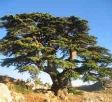 Libanonski cedar: opis, distribucija, korištenje i uzgoj u kući