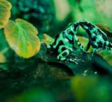 Žaba pikado žabe - Opasna ljepota
