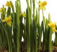 Omiljeni proljetni cvijet. Narcis: uzgoj i njegu