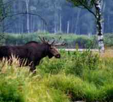 „Elk Otok” - park unutar oblast kapitala. opis