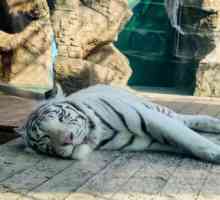 Najbolja Zoo u Anapa