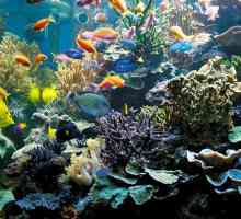 Mali akvarij umjetni ekosustav. Kako zatvoreni ekosustav akvarija?