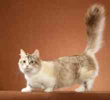 Munchkin - korotkolapye mačke: Karakteristike pasmine