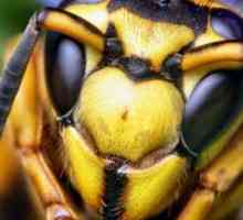 Maternica hornet: opis, dimenzije. Hornetsi gnijezdo. Ono što je opasno za čovjeka Hornet