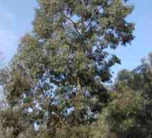 Eukaliptus med. Glavna obilježja i svojstva