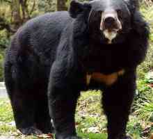 Lijenost medvjed - životinja s neobičnim izgledom i neobičnim navikama