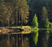Meshchersky šume: opis, priroda, obilježja i mišljenja. Meshchersky rub: lokacija, priroda i…