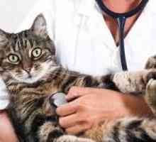 Mikoplazmoza u mačaka: Simptomi i liječenje