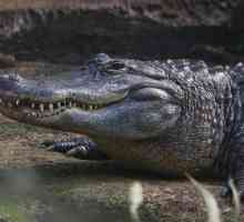 Mississippi aligator: staništa, prehrana, fotografije