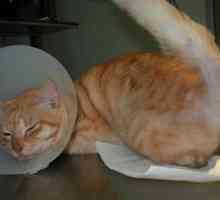 Urolitijaza u mačke - simptomi, liječenje