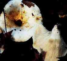 Je li moguće da se pržiti gljive i kako to učiniti pravo, da oni ne okus gorak?