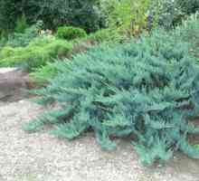 Juniperus „Blue alpe” - osobito raznolikost i njegu pravila