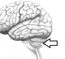 Mozak malog mozga. Struktura i funkcija malog mozga