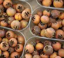 Kavkaski mušmula - neobična voće