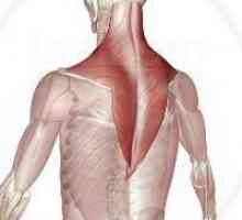 Trapezni mišić: struktura i funkcija