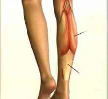 Tele mišiće, njihov položaj, funkcija i struktura. Prednje i stražnje mišiće nogu grupe