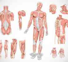 Mišići: vrste mišića, funkciju, namjenu