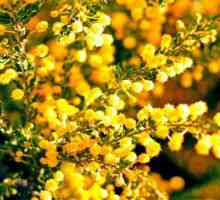 Najtipičniji predstavnik flore Australija - Gold bagrema ili mimoza
