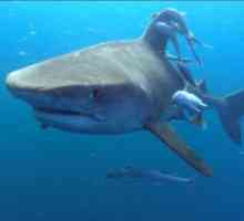Shark napadi na ljude: mitovi i stvarnost