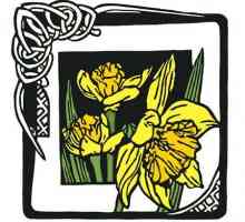 Narcis - nacionalni simbol Walesa