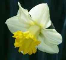 Narcis: sadnja u jesen. stručni savjet