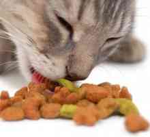 Naši kućni ljubimci, ili kako se pravilno hraniti mačke