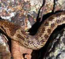 Bjelouška zmija koliko je opasan za ljude