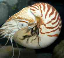 Nautilus (školjka): opis strukture i zanimljivosti