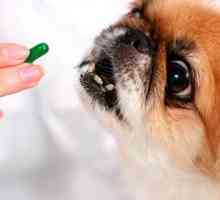 Osnovni vitamini za pse