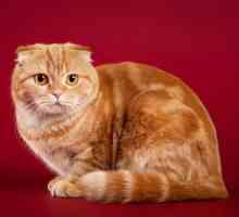 Neobično šarmantan i uravnotežen mačka Škotski pasmine
