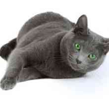 Nepretenciozan mačke pasmine: Ruska plava