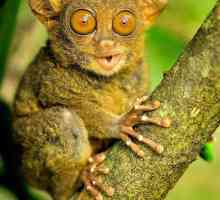 Nevjerojatno Animal Planet: tarsius majmun koji okreće glavu za 180 stupnjeva